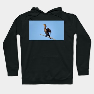 A Double-crested Cormorant On a Branch With Its Wings Spread Hoodie